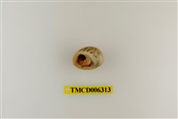 藏品(光螯硬殼寄居蟹)的圖片